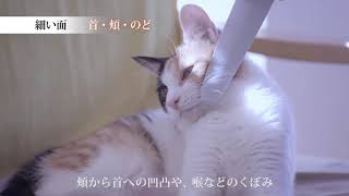 ねこじゃすりの使い方【ペピイチャンネル】