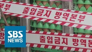 '살충제 달걀' 부적합 판정 49곳…친환경이 31곳 / SBS