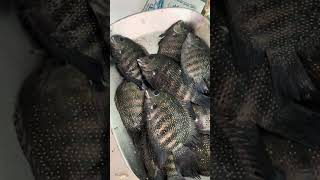 ഐസ് ഇടാത്ത മീൻ എല്ലാവർക്കും #shortsviral #fish #fishing #fisherman #karimeen #shortsvideo