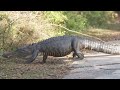 rare u0026 scary animal encounters wild animal encounters facts in telugu virinchi facts