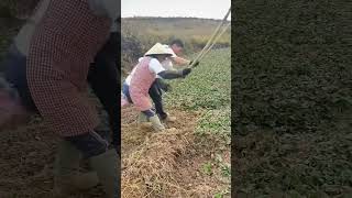 Process of digging underground crop with iron rake