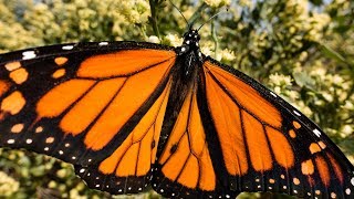 Restoration Spotlight: Sharing common ground with monarchs