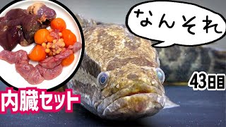 ライギョに内臓と卵あげたら過去最高の食いつきだった【やせすぎ雷魚43日目】