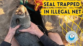 Seal Trapped in Illegal Net