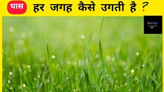 how grass grows without seed ? | घास कैसे उगती है ? | #shorts #thefactflight