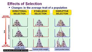 Drivers of Evolution and Effects of Natural Selection (graphs)
