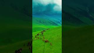 Horses roam in the mountains | পাহাড়ে ঘোড়ার বিচরণ #shortsvideo #shorts #short #viral #viralshorts