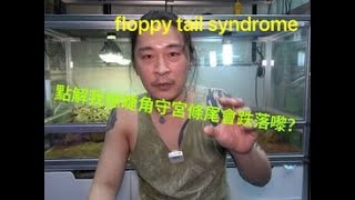 《香港爬道》點解我條睫角守宮條尾會跌落嚟？同埋點解爬唔到玻璃？