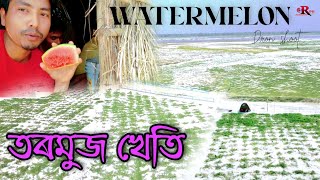 Tormus / watermelon / আহক তৰমুজ খেতি চাওঁ / Assamese Vlog / Rpb Presents / 2022 /