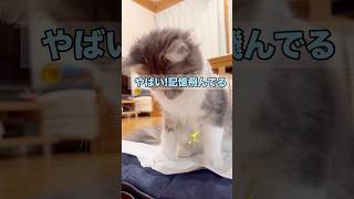 去勢手術🙀終わった感じ/初めての麻酔・痛み止めの注射でフラフラ #ラガマフィン #猫のいる暮らし #去勢手術#shorts