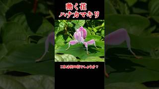 【ゆっくり解説】動く花ハナカマキリ#ゆっくり解説 #カマキリ #ハナカマキリ