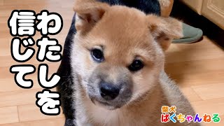 【うらぎりの柴】柴犬ばくちゃん。飼主を裏切る。