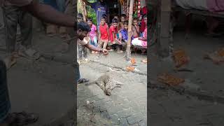 #foryou #animals কি এক আজব প্রানিরে ভাই, নাম জেনে থাকলে অবশ্যই কমেন্টে জানাবেন।