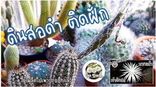 2.🌵 ดินสอดำติดฝักแล้ว หลังจากบาน 3 วัน ✏ Setiechinopsis mirabilis