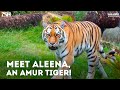 Meet the Animals! Episode 1: Aleena (Amur Tiger)!