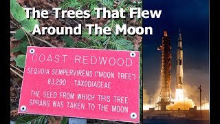 The Moon Trees That Flew To The Moon On Apollo 14