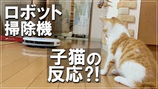 ロボット掃除機を初めて見た子猫の反応は…？