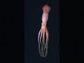 Gliding through the week like this mama Gonatus squid. 🦑