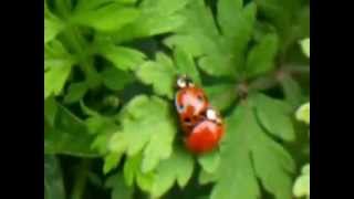 ladybugs in love