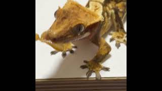 슈푸먹는 크레 #crestedgecko #reptiles