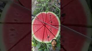 Siapa yang suka semangka !? #watermelon #fruit #satisfying