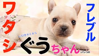 #11【ワンちゃん紹介】フレブル生後2ヶ月。子犬が家にきたー！○○○かくから、ぐうちゃんっていうの 【french bulldog】