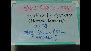 CIMG3011 No.333 タランドゥスオオツヤクワガタ幼虫の菌糸瓶交換