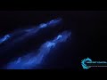 Bioluminescent Dolphins