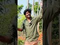 இரண்டு ஆண்டில் 30 அடிக்கு மேல் வளரும் இந்த மரம்😱 er kalappai agriculture shortsfeed shorts