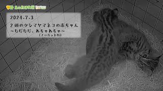 【東山動植物園公式】2頭のツシマヤマネコの赤ちゃん～ただただ、わちゃわちゃ（ノーカット版）～《 ツシマヤマネコ 》