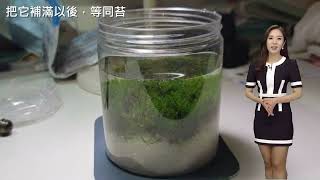 關於苔蘚及如何培養