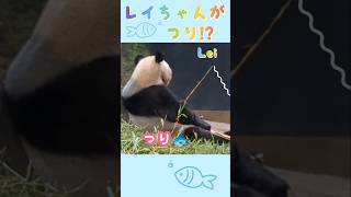 のほほーんレイちゃん🐼🩷釣り始めまちた🐟2024/9/1🍒#shorts #panda #上野動物園