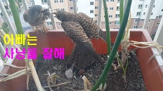 EP.027 황조롱이 kestrel :: 긴 하루의 끝 End of a long day