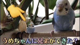 セキセイインコに超ミニな兄弟ができた！？【ガチャことりんぐ\u0026うめちゃん】