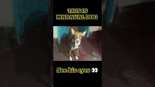 THIS IS MARVALOUS DOG || SEE HIS EYES AND COMMENT || #shorts #viral