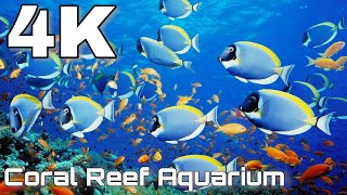 Beautiful Ocean 4k | Coral Reef 4k with Water Sound for Meditation relaxation | Sleeping Music
