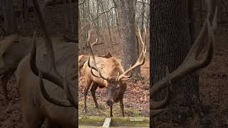 Hanging with the elk on Monday #nature #elk #winter #outdoors #shorts #shortsvideo #blessed