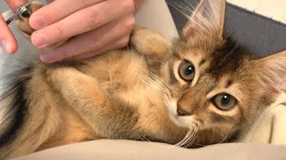 子猫に初めて爪切りしたらこんなに可愛い上目遣いされた【ソマリの子猫】　#6