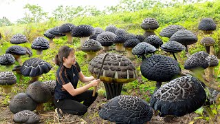 AMAZING ! Harvest Umbrella Mushroom Goes to market sell | Have you ever eaten this unique mushroom?