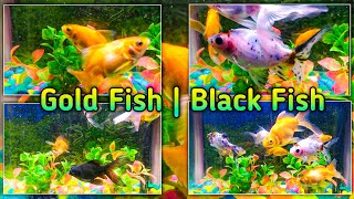 Fish 🐠🐋🐟| Gold Fish |Black Fish | TheRealNatureInside