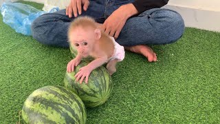 Baby monkey is changed by his father and fed with fruit next to watermelons