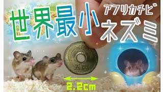 ５円玉サイズ！？世界最小のネズミ🐭アフリカチビネズミの全貌！The smallest rat in the world！pygmy mouse