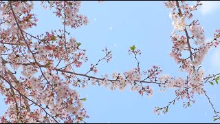 【動画素材】＜実写風景＞桜の花ひらひら 463