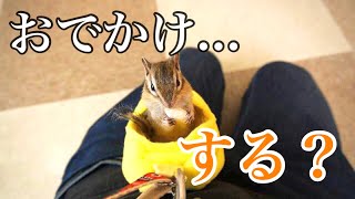 【シマリス】リスと一緒にお出かけできるポーチを作ってみたら最高だった！！