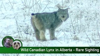 Wild Canadian Lynx in Alberta - Rare Sighting