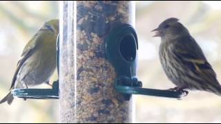 Erlenzeisig (Carduelis spinus)