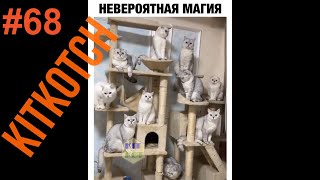 #68 Забавные животные. Сборник/390 cекунд Позитива ,  Jokes in Social Networks #68/ Funny animals