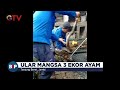 Petugas Damkar Evakuasi King Kobra Masuk Rumah Warga di Lebak, Banten #BuletiniNewsPagi 23/02