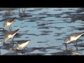 western sandpipers mission bay san diego