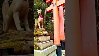 千本鳥居を通る道 – 私の右の道の選択 🛤️🙆🏻‍♀️⛩️